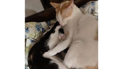 Meet Sooji and Chini, the best of friends! The two little kittens didn't have a great life on the streets, but to their delight, they were adopted and given a warm, loving home by an amazing cat mom. They love spending time with each other, and of course, annoying one another whenever they can! (Image provided by Tapashi Dey) Meet Sooji and Chini, the best of friends! The two little kittens didn't have a great life on the streets, but to their delight, they were adopted and given a warm, loving home by an amazing cat mom. They love spending time with each other, and of course, annoying one another whenever they can! (Image provided by Tapashi Dey)