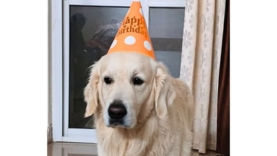 This is Noddy, an ecstatic, super jolly, friendly little guy who loves hugs from his favorite hoomans. In this photograph, Noddy was waiting for his birthday cake to be unveiled so he could jump right in! (Image provided by Diksha Mishra) This is Noddy, an ecstatic, super jolly, friendly little guy who loves hugs from his favorite hoomans. In this photograph, Noddy was waiting for his birthday cake to be unveiled so he could jump right in! (Image provided by Diksha Mishra)