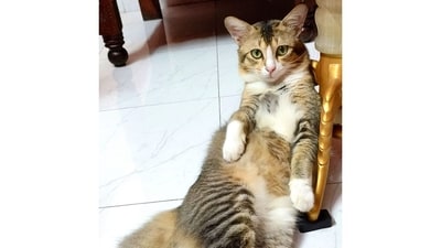 With a purr that could rival a coo, Tichu is a five-year-old feline full of charm and resilience. After bravely overcoming a feline virus at just one year old, he has embraced the good life as a chubby house cat who lounges regally in an office chair beside his human. With striking green eyes and an air of quiet authority, Tichu is now the unofficial co-pilot of many workdays—lounging and supervising. (Image provided by Ayashi Das Majumder) With a purr that could rival a coo, Tichu is a five-year-old feline full of charm and resilience. After bravely overcoming a feline virus at just one year old, he has embraced the good life as a chubby house cat who lounges regally in an office chair beside his human. With striking green eyes and an air of quiet authority, Tichu is now the unofficial co-pilot of many workdays—lounging and supervising. (Image provided by Ayashi Das Majumder)