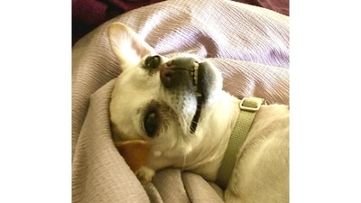 This is Cinnamon and she’s just turning four years old! She tends to be very shy and anxious at first but once she gets to know someone, she is a very loving companion. Her favorite thing to do is eat and some of her favorite foods include cheese, peanut butter, tomatoes and tofu. Most days she will enjoy sleeping for hours, but she will also gladly go on hikes and lead the way the entire time! (Image provided by Rosadriana Zelaya) This is Cinnamon and she’s just turning four years old! She tends to be very shy and anxious at first but once she gets to know someone, she is a very loving companion. Her favorite thing to do is eat and some of her favorite foods include cheese, peanut butter, tomatoes and tofu. Most days she will enjoy sleeping for hours, but she will also gladly go on hikes and lead the way the entire time! (Image provided by Rosadriana Zelaya)
