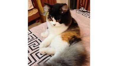 Meet Biscuit, who loves starting every morning by birdwatching. Biscuit's favorite passtime is cuddling with loved ones, including Biscuit's human mom. (Image provided by Anika Jalil) Meet Biscuit, who loves starting every morning by birdwatching. Biscuit's favorite passtime is cuddling with loved ones, including Biscuit's human mom. (Image provided by Anika Jalil)