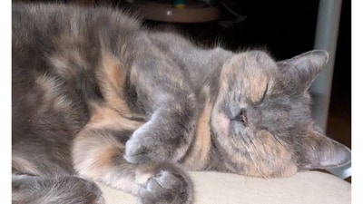 Meet Pixel, a sweet, snuggly cat who loves naps and snacks. Pixel is a bundle of joy, and makes life more exciting for all hoomans. (Image provided by Maria Filipa Seara e Pereira and Jim Kaplan) Meet Pixel, a sweet, snuggly cat who loves naps and snacks. Pixel is a bundle of joy, and makes life more exciting for all hoomans. (Image provided by Maria Filipa Seara e Pereira and Jim Kaplan)