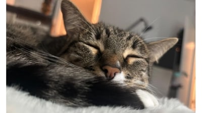 This is PenPen. She likes to chew on mom’s plants and throw up after, to attack human feet moving under covers. She doesn’t like human gaze, and any animals other than blue lizards. (Image provided by Ceciley Zhang) This is PenPen. She likes to chew on mom’s plants and throw up after, to attack human feet moving under covers. She doesn’t like human gaze, and any animals other than blue lizards. (Image provided by Ceciley Zhang)