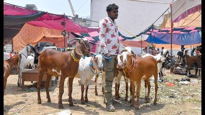 While all breeds were in demand, bamdoli and dogla were the most popular with buyers. (Manish/HT) While all breeds were in demand, bamdoli and dogla were the most popular with buyers. (Manish/HT)