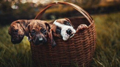 Damp environments and wet fur and skin can lead to infections and infestations by ticks and fleas. (Pexels) Damp environments and wet fur and skin can lead to infections and infestations by ticks and fleas. (Pexels)