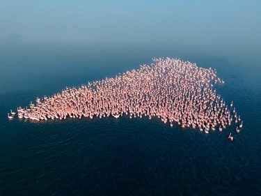 A flock of Flamingos photographed in December, 2024, arrival season of flamingos (Yogesh Sevkani) A flock of Flamingos photographed in December, 2024, arrival season of flamingos (Yogesh Sevkani)