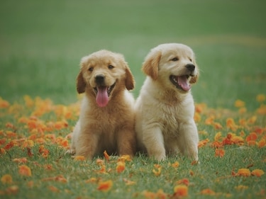Tips to keep your pets dry and healthy during the monsoon season. Tips to keep your pets dry and healthy during the monsoon season.