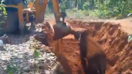 Forest staff saved a trapped elephant calf in Raigarh; its touching gesture of gratitude towards the rescue machine went viral online. (X/ANI)