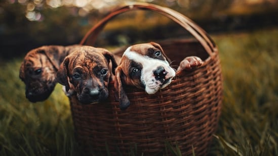 Damp environments and wet fur and skin can lead to infections and infestations by ticks and fleas. (Pexels)