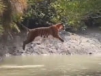 A viral video showed a tiger leaping over a wide stream, stunning viewers with its power and grace. A viral video showed a tiger leaping over a wide stream, stunning viewers with its power and grace.