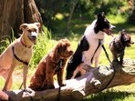 Authorities rescued 48 Belgian Malinois dogs from a cramped NYC apartment. Authorities rescued 48 Belgian Malinois dogs from a cramped NYC apartment.