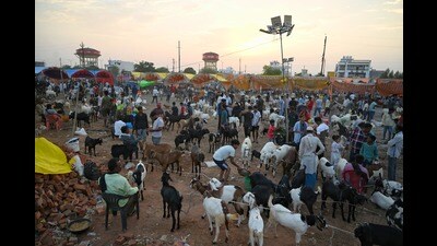 A goat market in Lucknow. (Mushtaq Ali/ht) A goat market in Lucknow. (Mushtaq Ali/ht)