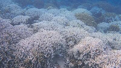 Oceanographers examined major bleaching events in 1998, 2010, and 2016 in the Gulf of Kachchh, the Gulf of Mannar Biosphere Reserve, the Lakshadweep Islands, and the Andaman and Nicobar Islands (HT Photo)