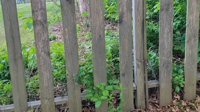 An optical illusion showing a fence with a hidden rabbit went viral, challenging users to test their observation skills. (Reddit/XSurviveTheGameX ·) An optical illusion showing a fence with a hidden rabbit went viral, challenging users to test their observation skills. (Reddit/XSurviveTheGameX ·)