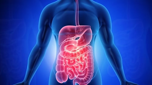 Your gut and liver health play a crucial role in maintaining your overall health. (Shutterstock) Your gut and liver health play a crucial role in maintaining your overall health. (Shutterstock)