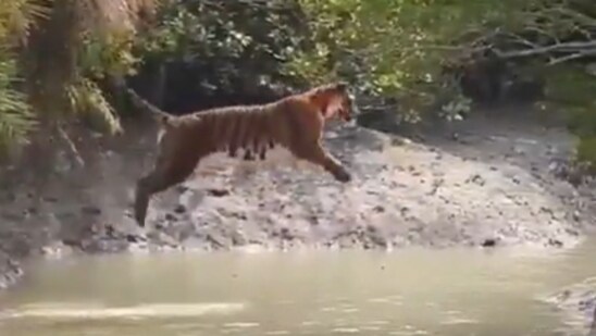 A viral video showed a tiger leaping over a wide stream, stunning viewers with its power and grace. (X/@susantananda3)