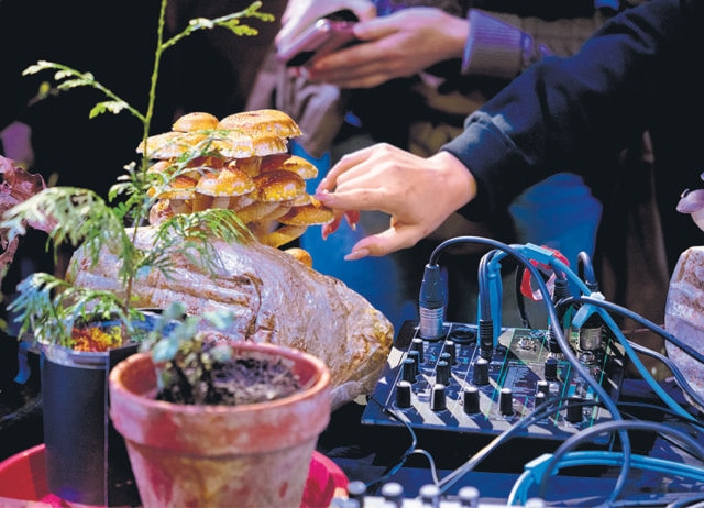 For Nayar, plant music is an important way to connect with the environment. (ANDRE CHAN) For Nayar, plant music is an important way to connect with the environment. (ANDRE CHAN)