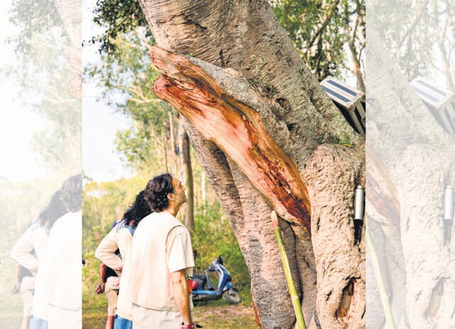 Nayar has played his plant-based concerts in parks, botanical gardens, even restaurants. Nayar has played his plant-based concerts in parks, botanical gardens, even restaurants.