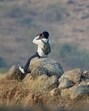 This initiative, launched by The Grasslands Trust in partnership with the Pune forest department and Ashraya Hastha Trust, empowers local communities. (HT) This initiative, launched by The Grasslands Trust in partnership with the Pune forest department and Ashraya Hastha Trust, empowers local communities. (HT)