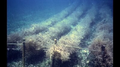 From innovative food businesses creating high-protein seaweed crackers to award-winning biodegradable plastic, full-stack tech solutions to a legacy company cultivating important species of seaweed — the industry is replete with examples of women with big entrepreneurial ambitions (Wikipedia)