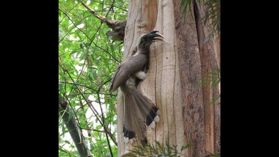 Male hornbill at nest with 22 fruits in its oesophageal pouch. (Rajesh Khurana) Male hornbill at nest with 22 fruits in its oesophageal pouch. (Rajesh Khurana)