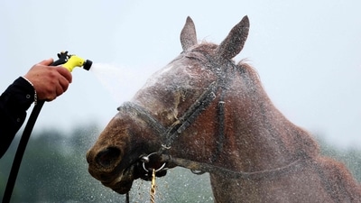 A racehorse was cooled down with a refreshing spray at Saratoga Race Course on June 7, 2025, ahead of the 157th running of the Belmont Stakes.(Photo by AL BELLO / GETTY IMAGES NORTH AMERICA / Getty Images via AFP) (Getty Images via AFP) A racehorse was cooled down with a refreshing spray at Saratoga Race Course on June 7, 2025, ahead of the 157th running of the Belmont Stakes.(Photo by AL BELLO / GETTY IMAGES NORTH AMERICA / Getty Images via AFP) (Getty Images via AFP)