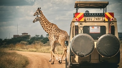 A safari in Africa can be a fun way to experience Nature in the wild (pexels )