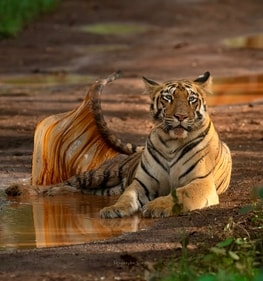 A tiger enjoys a puddle of rainwater in Maharashtra's Tadoba-Andhari Tiger Reserve in the monsoon (Priyansha Singh )