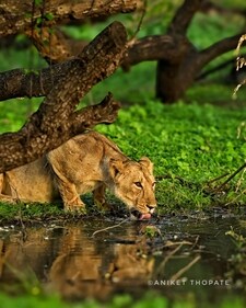 A lioness spotted calmly laps up some water by a stream in Gujarat's Gir National Park during the rainy season (Aniket Thopate)