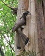 Male hornbill at nest with 22 fruits in its oesophageal pouch. (Rajesh Khurana) Male hornbill at nest with 22 fruits in its oesophageal pouch. (Rajesh Khurana)