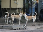 The hospital had three entry points, which were kept open at night. Stray dogs enter through a gate situated near the store room. (File) (Pic used for representation) The hospital had three entry points, which were kept open at night. Stray dogs enter through a gate situated near the store room. (File) (Pic used for representation)