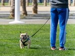 Local Iranian authorities have periodically introduced bans on walking dogs in public spaces or carrying them in vehicles. Local Iranian authorities have periodically introduced bans on walking dogs in public spaces or carrying them in vehicles.