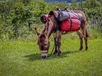 For animal rights advocates, China’s interest in sourcing donkeys, particularly for their hide, is not new.