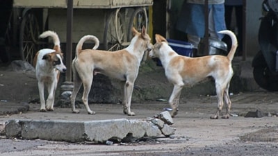 The hospital had three entry points, which were kept open at night. Stray dogs enter through a gate situated near the store room. (File) (Pic used for representation) (HT Photo) The hospital had three entry points, which were kept open at night. Stray dogs enter through a gate situated near the store room. (File) (Pic used for representation) (HT Photo)