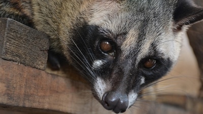 Civet cats are considered valuable assets in Vietnam, where one female can fetch around $700. (Representational) Civet cats are considered valuable assets in Vietnam, where one female can fetch around $700. (Representational)