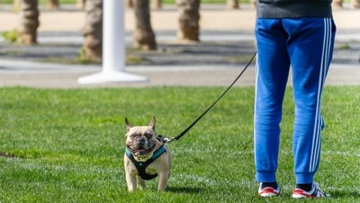 Local Iranian authorities have periodically introduced bans on walking dogs in public spaces or carrying them in vehicles. (Image for representation/ Pexel/Abhishek Navlakha) Local Iranian authorities have periodically introduced bans on walking dogs in public spaces or carrying them in vehicles. (Image for representation/ Pexel/Abhishek Navlakha)