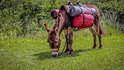 For animal rights advocates, China’s interest in sourcing donkeys, particularly for their hide, is not new. (Representative) For animal rights advocates, China’s interest in sourcing donkeys, particularly for their hide, is not new. (Representative)