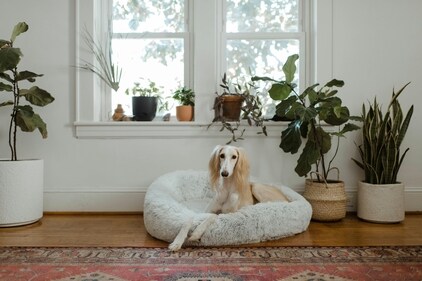 Home modifications like soft bedding can enhance your pet's quality of life. (Unsplash) Home modifications like soft bedding can enhance your pet's quality of life. (Unsplash)