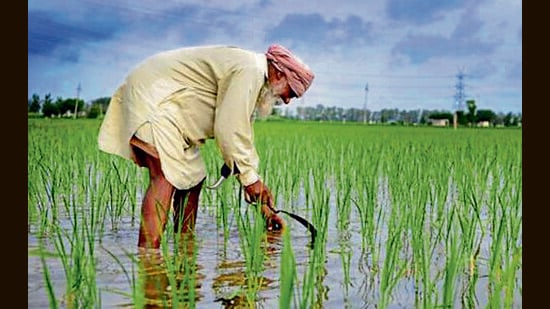 Agri experts advise sowing varieties like PR 126, PR 131, and PR 132 as they mature faster and require less water. (HT File)