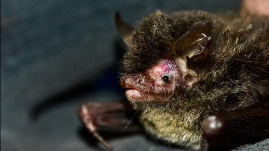 Believed to be native to the southern slopes of the Himalayan long-tailed Myotis, this species has so far been spotted in Deodar, Pine, and Cedar forests, where it appears to be relatively uncommon. (Sourced/ HT)