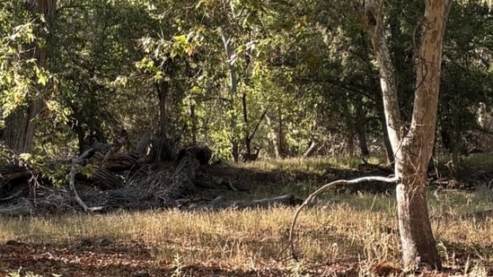 A forest-themed optical illusion featuring a hidden deer went viral after being shared on Reddit. (Reddit/bumblebeignet)