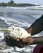 A man shows plastic pellets, that have been washing ashore ever since a Liberian-flagged container ship MSC ELSA 3 sank off the Kerala coast, on ‘World Environment Day’, at Kovalam beach, in Thiruvananthapuram, Thursday, June 5. (PTI)