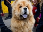 Chow_Chow