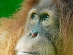 Orangutans
