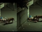 A viral video showed a tiger sniffing a sleeping man on a quiet street at night. A viral video showed a tiger sniffing a sleeping man on a quiet street at night.