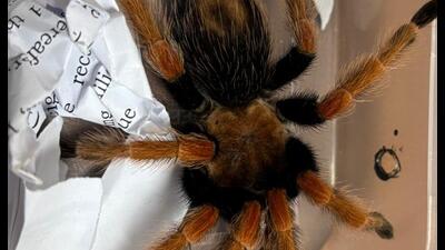 Exotic wildlife seized from flier Exotic wildlife seized from flier