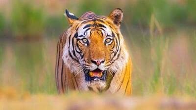 A forest official familiar with the development said camera traps have been installed in the area to identify the tiger. A forest official familiar with the development said camera traps have been installed in the area to identify the tiger.