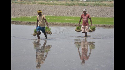 Paddy transplantation in full swing on the outskirts of Amritsar on Monday. (Sameer Sehgal/HT) Paddy transplantation in full swing on the outskirts of Amritsar on Monday. (Sameer Sehgal/HT)
