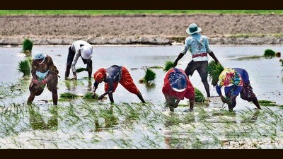 The state government has been calling for diversification to protect the depleted water table in the state. (HT File) The state government has been calling for diversification to protect the depleted water table in the state. (HT File)