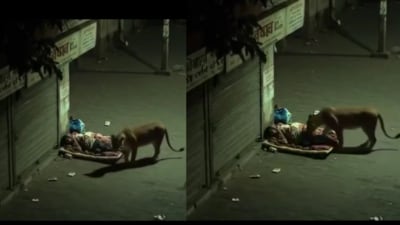 A viral video showed a tiger sniffing a sleeping man on a quiet street at night. (X/@@ParveenKaswan) A viral video showed a tiger sniffing a sleeping man on a quiet street at night. (X/@@ParveenKaswan)